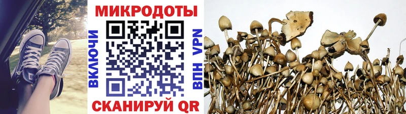 Псилоцибиновые грибы Psilocybe Болхов